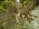 pic1010.jpg