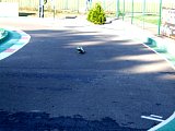 pic1147.jpg
